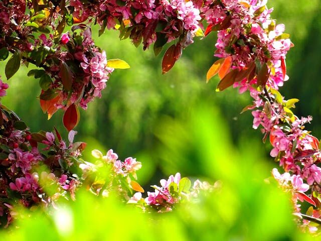 4 Tips to Choose the Perfect Plants to Liven Up a Garden
